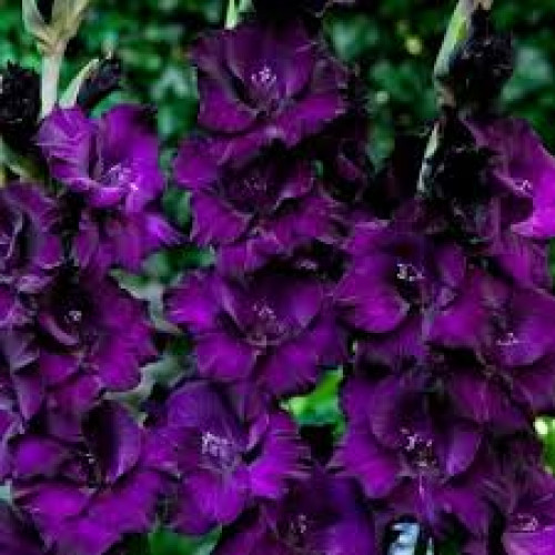 Purple Flora 